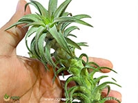 tillandsia-ionantha-vanhyngii