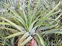 tillandsia-brachycaulos