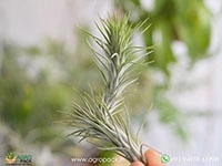 tillandsia-funckiana