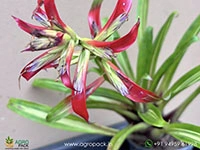tillandsia-leoboldiana-variegated