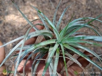 tillandsia-magnusiana