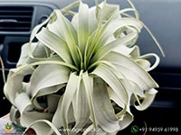 tillandsia-xerographica