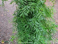 tiny-climbing-bamboo