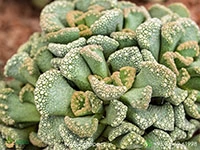titanopsis
