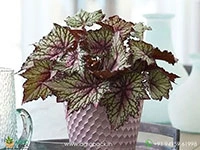 tornado-rex-begonia