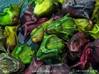 Trapa-natans-Water-Chestnut3