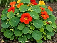 Tropaeolum-majus-Nasturtium6