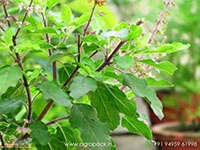 tulsi-holy-basil-ocimum-tenuiflorum