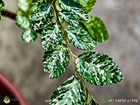 ulmus-parvifolia-variegata
