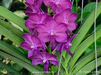 vandachostylis-bangsai-star-blue-orchid