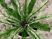 variegated-birds-nest-fern