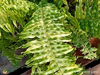 variegated-boston-fern