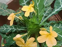 variegated-crossandra