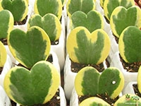 variegated-hoya-kerrii