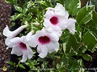 Variegated-Pandorea-jasminoides1