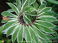 Variegated-Spiral-Ginger1