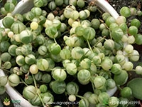 variegated-string-of-pearls
