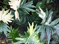 variegated-thaumatophyllum-bipinnatifidum