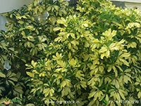 variegated-umbrella-tree