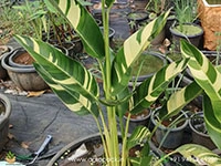variegated-water-heliconia