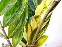 Variegated-ZZ1