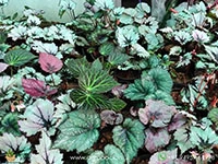 varieties-of-bigonia