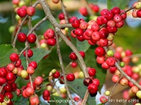 vayankatha-flacourtia-montana