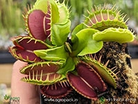 venus-flytrap-carnivorous-dionaea-muscipula