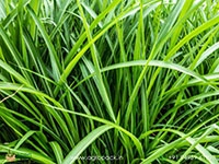 Vetiver1