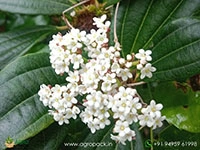 Viburnum-Lantana1