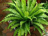 victoria-bird-nest-fern