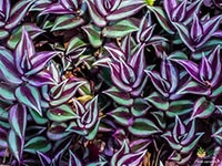 wandering-jew-plant