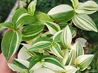 wandering-jew-variegated