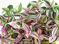wandering-jew-variety