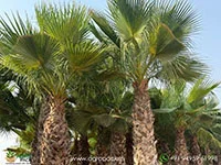 Washingtonia-robusta-Mexican-Fan-Palm4