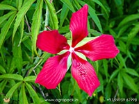 water-hibiscus-scarlet-rosemallow