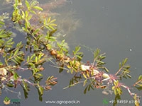 water-mimosa-neptunia-oleracea