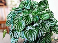 watermelon-peperomia