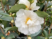White-Camellia1