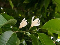 White-Champaca3