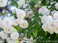 white-climbing-rose