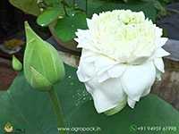 white-peony-lotus