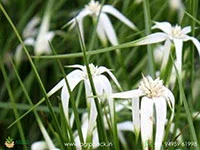 White-Star-Grass-Rhynchospora-colorata3