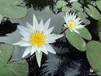 white-water-lilly