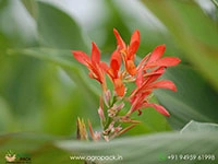 wild-canna