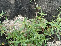 Wild-Chayroot-Oldenlandia-Diffusa1
