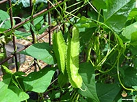 winged-bean