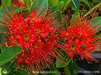 Xanthostemon-youngii-Crimson-Penda1