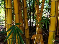 yellow-bamboo