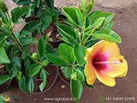 yellow-hybrid-hibiscus